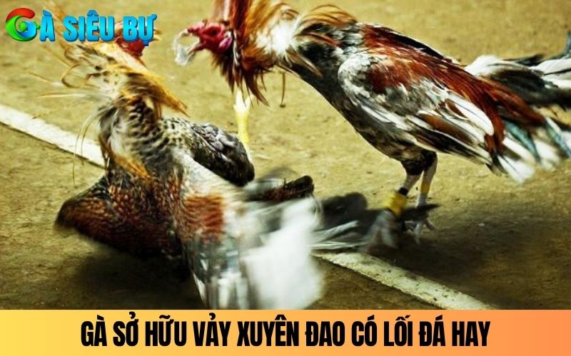 Gà sở hữu vảy xuyên đao có lối đá hay và sát thương cao Gà sở hữu vảy xuyên đao có lối đá hay và sát thương cao