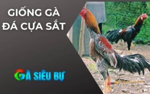 Giống Gà Đá Cựa Sắt