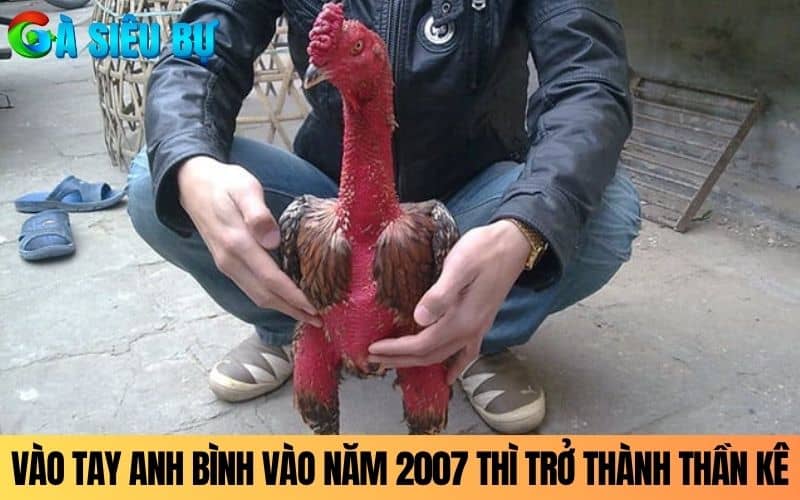 Khi vào tay anh Bình Vổ vào năm 2007 thì thành thần kê Khi vào tay anh Bình Vổ vào năm 2007 thì thành thần kê