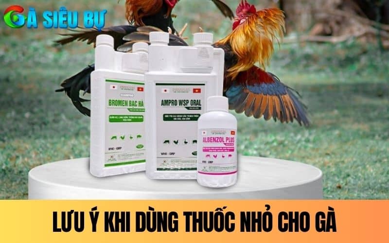 Lưu ý khi dùng thuốc nhỏ gà đá mà sư kê cần nắm Lưu ý khi dùng thuốc nhỏ gà đá mà sư kê cần nắm