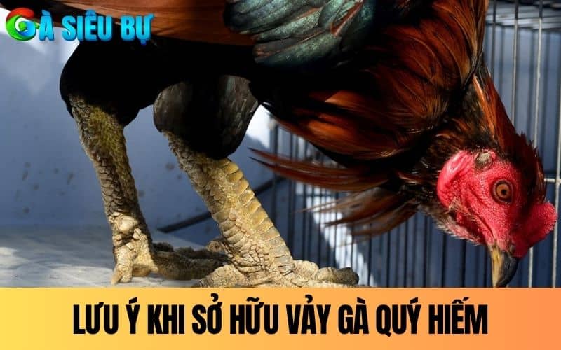Lưu ý khi sở hữu gà có vảy quý hiếm Lưu ý khi sở hữu gà có vảy quý hiếm
