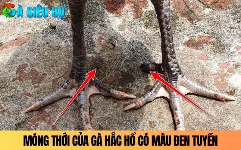 Móng thới của gà Hắc Hổ Thới có màu đen tuyền Móng thới của gà Hắc Hổ Thới có màu đen tuyền