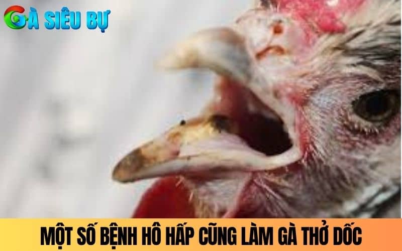 Một số bệnh về hô hấp cũng khiến gà bị thở dốc Một số bệnh về hô hấp cũng khiến gà bị thở dốc