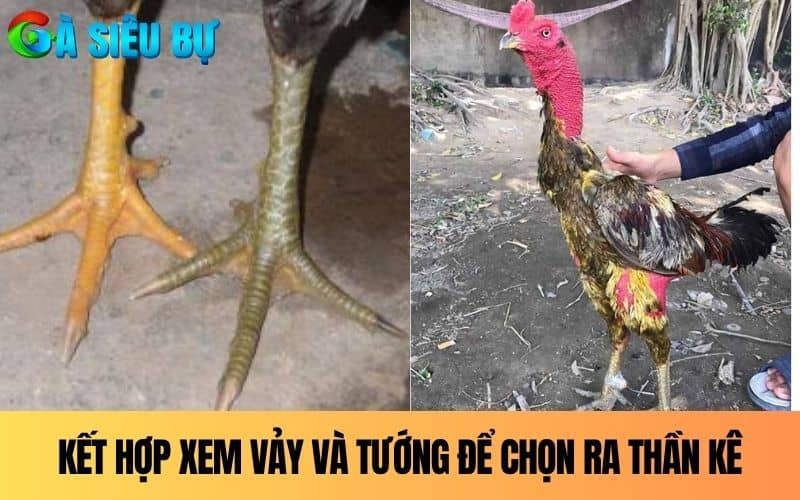 Nên kết hợp xem tướng và vảy để chọn ra thần kê Nên kết hợp xem tướng và vảy để chọn ra thần kê