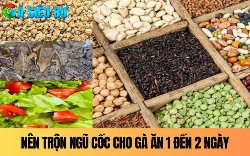 Nên trộn ngũ cốc cho gà ăn trong vòng 1 đến 2 ngày Nên trộn ngũ cốc cho gà ăn trong vòng 1 đến 2 ngày