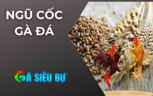 Ngũ Cốc Gà Đá