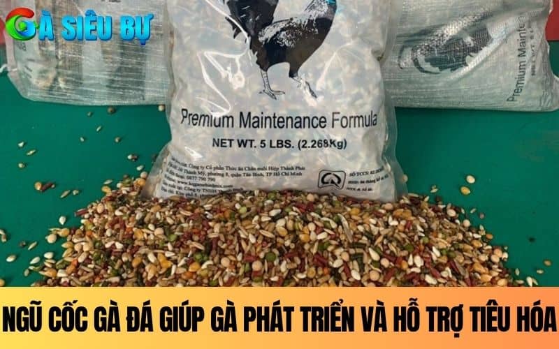 Ngũ cốc gà đá giúp hỗ trợ gà phát triển và hỗ trợ tiêu hóa Ngũ cốc gà đá giúp hỗ trợ gà phát triển và hỗ trợ tiêu hóa