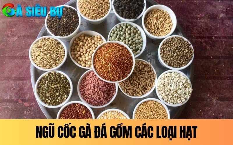 Ngũ cốc gà đá là các loại hạt để trộn làm thức ăn Ngũ cốc gà đá là các loại hạt để trộn làm thức ăn