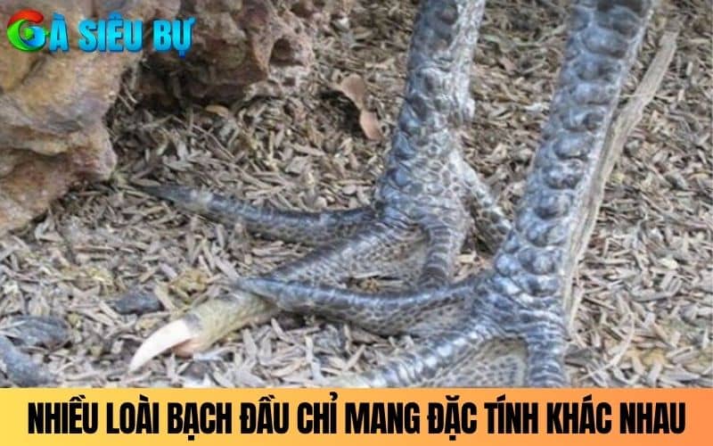 Nhiều loại Gà Bạch Đầu Chỉ hiện nay mang đặc tính riêng biệt Nhiều loại Gà Bạch Đầu Chỉ hiện nay mang đặc tính riêng biệt