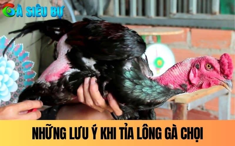 Những lưu ý cần thiết khi thực hiện cắt tỉa lông gà chọi Những lưu ý cần thiết khi thực hiện cắt tỉa lông gà chọi