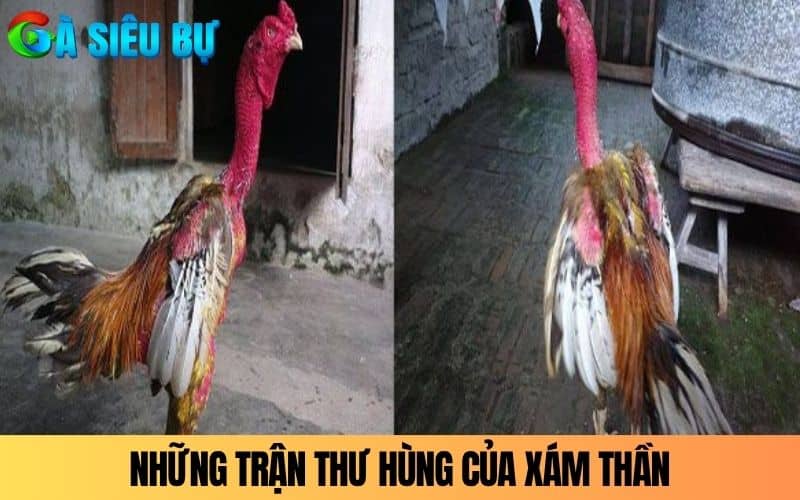 Những trận thư hùng và 19 chuỗi bất bại của gà Xám Thần Những trận thư hùng và 19 chuỗi bất bại của gà Xám Thần
