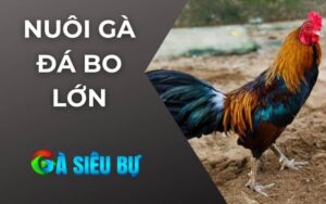 Nuôi Gà Đá Bo Lớn