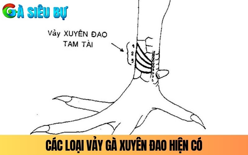 Phân loại các loại vảy xuyên đao hiện có ở gà Phân loại các loại vảy xuyên đao hiện có ở gà