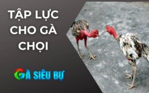 Tập Lực Cho Gà Chọi