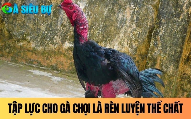 Tập lực cho gà chọi là quá trình rèn luyện thể chất Tập lực cho gà chọi là quá trình rèn luyện thể chất