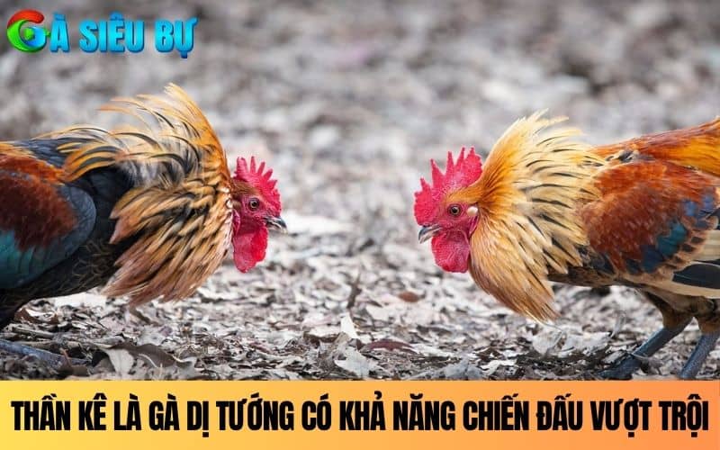 Thần kê là những con gà dị tướng có khả năng chiến đấu vượt trội Thần kê là những con gà dị tướng có khả năng chiến đấu vượt trội