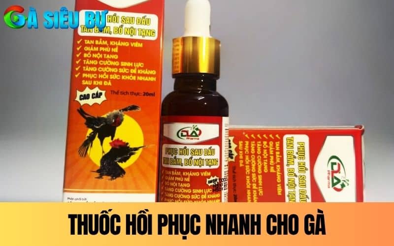 Thuốc hồi phục nhanh cho gà đá hiệu quả Thuốc hồi phục nhanh cho gà đá hiệu quả