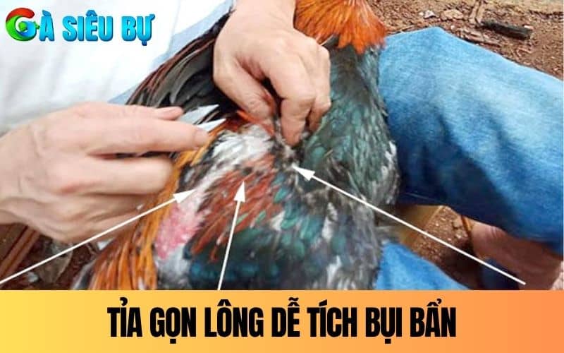 Tỉa gọn vùng lông dễ tích tụ bụi bẩn nhất của gà Tỉa gọn vùng lông dễ tích tụ bụi bẩn nhất của gà