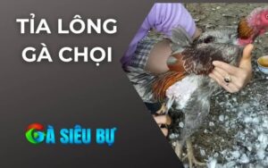 Tỉa Lông Gà Chọi