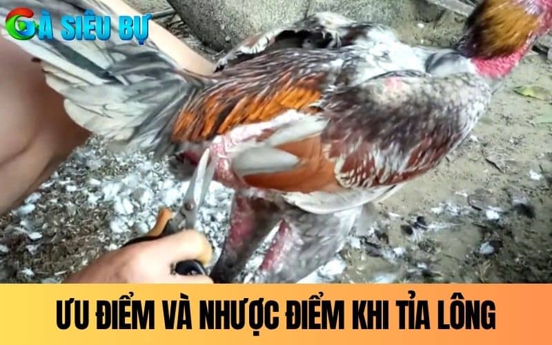 Tỉa lông gà chọi có nhiều ưu điểm và nhược điểm riêng Tỉa lông gà chọi có nhiều ưu điểm và nhược điểm riêng