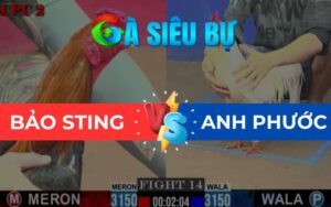 Trận 14 CPC2 Ngày 01/06/2025 – Đẳng Cấp Nài Gà Bảo Sting Cứu Thua Trông Thấy