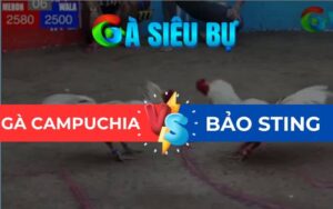 Trận 6 Bảo Sting Đá Ở Bồ Dinh Bà Ngày 21/06/2025
