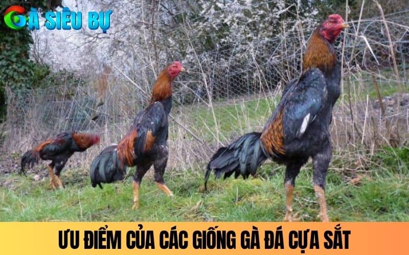 Ưu điểm khi sử dụng giống gà đá cựa sắt trong thi đấu Ưu điểm khi sử dụng giống gà đá cựa sắt trong thi đấu