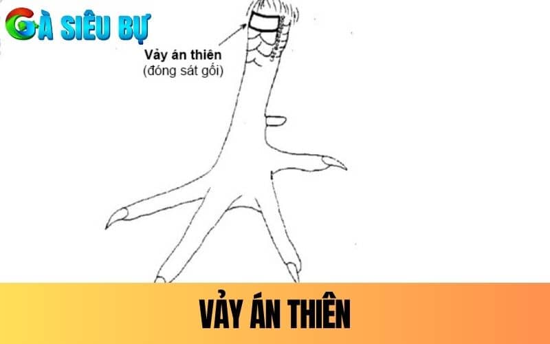 Vảy Án Thiên nằm giữa hàng nội ngay giữa đầu gối Vảy Án Thiên nằm giữa hàng nội ngay giữa đầu gối