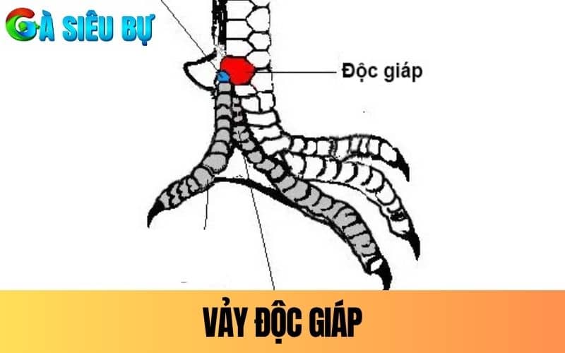 Vảy Độc Giáp to nổi bật giữa các vảy nhỏ Vảy Độc Giáp to nổi bật giữa các vảy nhỏ
