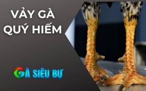 Vảy Gà Quý Hiếm