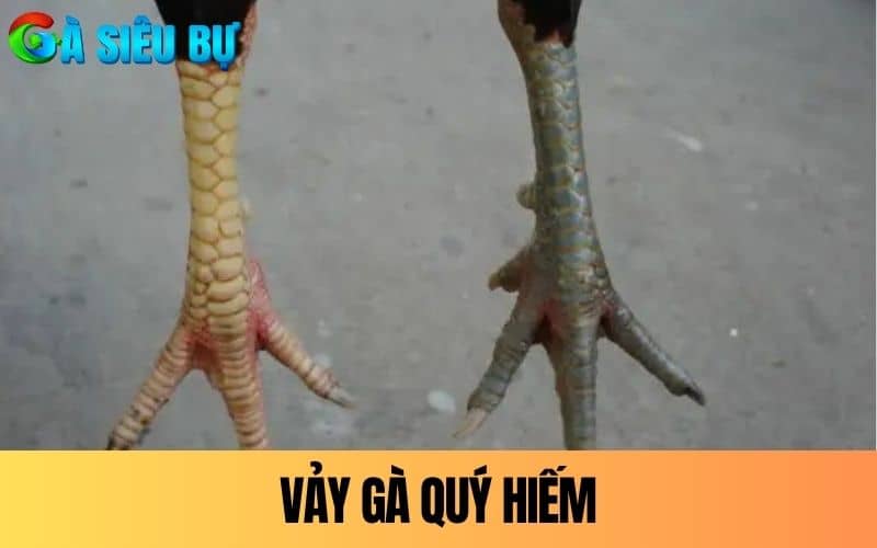 Vảy gà quý hiếm là những loại vảy có hình dáng đặc biệt Vảy gà quý hiếm là những loại vảy có hình dáng đặc biệt