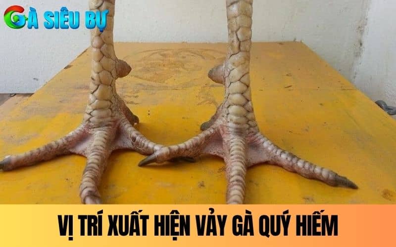 Vảy gà quý hiếm thường xuất hiện ở hàng nội và hàng ngoại Vảy gà quý hiếm thường xuất hiện ở hàng nội và hàng ngoại