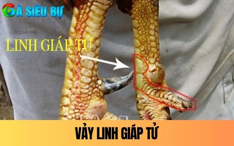 Vảy Linh Giáp Tử có vị trí mọc sát cựa Vảy Linh Giáp Tử có vị trí mọc sát cựa