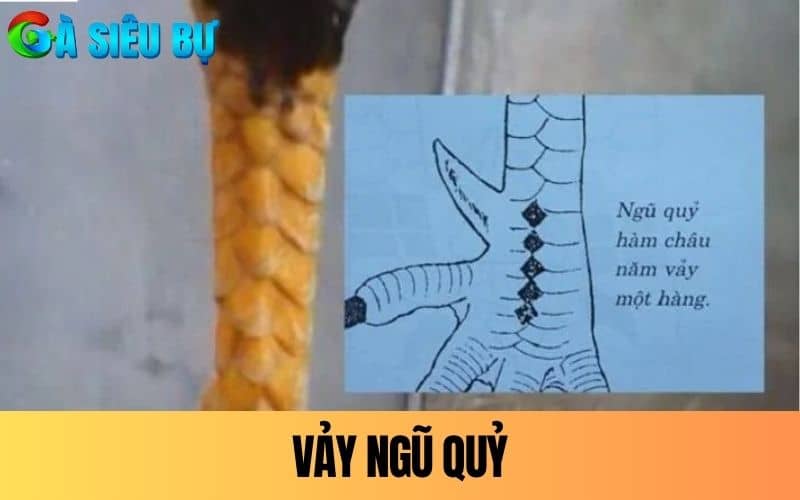Vảy Ngũ Quỷ có lối đá hiểm hóc Vảy Ngũ Quỷ có lối đá hiểm hóc