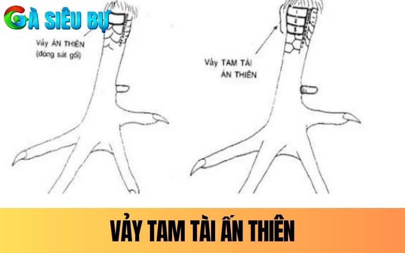 Vảy Tam Tài Án Thiên xếp liền nhau theo hàng ngang Vảy Tam Tài Án Thiên xếp liền nhau theo hàng ngang