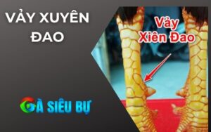 Vảy Xuyên Đao