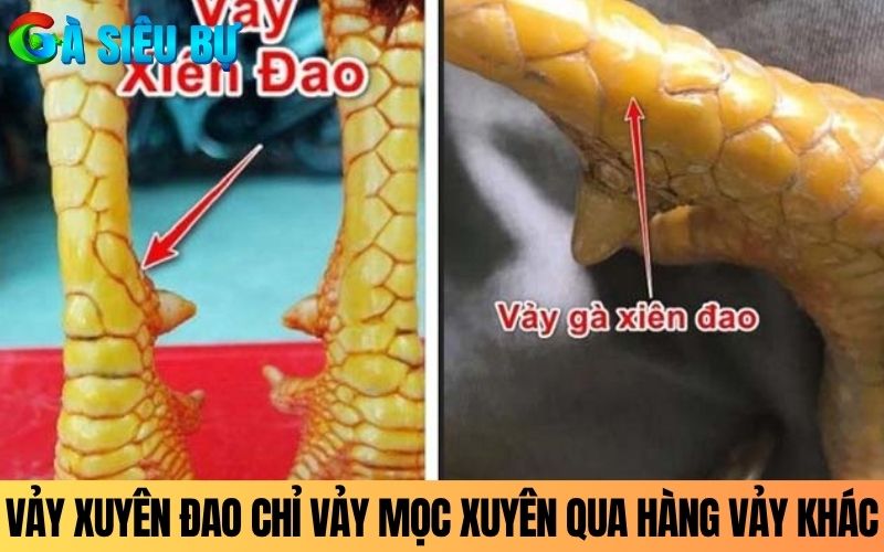 Vảy xuyên đao là tên gọi chỉ vảy mọc xuyên qua hàng vảy khác Vảy xuyên đao là tên gọi chỉ vảy mọc xuyên qua hàng vảy khác