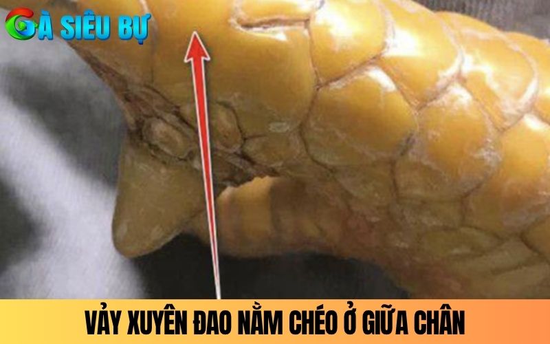 Vảy xuyên đao nằm chéo ở giữa chân hướng về phía cựa Vảy xuyên đao nằm chéo ở giữa chân hướng về phía cựa