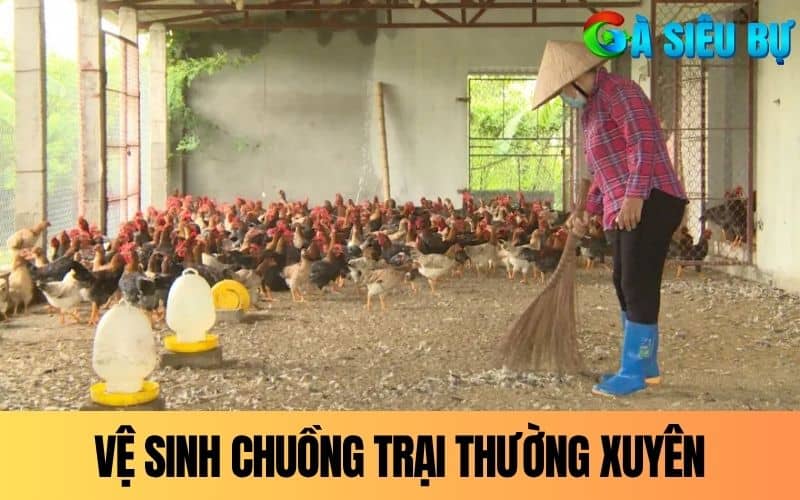 Vệ sinh chuồng trại giúp gà phát triển khỏe mạnh Vệ sinh chuồng trại giúp gà phát triển khỏe mạnh