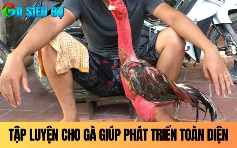Việc tập lực cho gà chọi giúp gà phát triển toàn diện Việc tập lực cho gà chọi giúp gà phát triển toàn diện