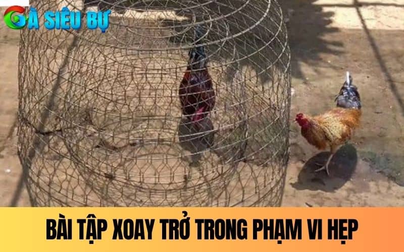 Xoay trở trong phạm vi hẹp giúp gà thích nghi với các tình huống Xoay trở trong phạm vi hẹp giúp gà thích nghi với các tình huống