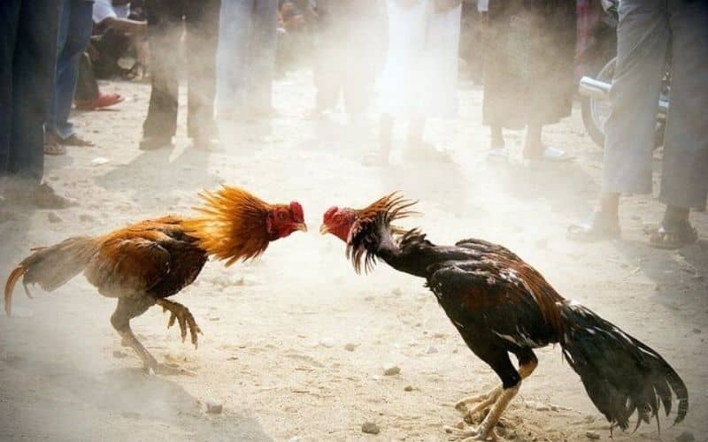 Các ưu và nhược điểm về gà đá hầu kiềng Các ưu và nhược điểm về gà đá hầu kiềng