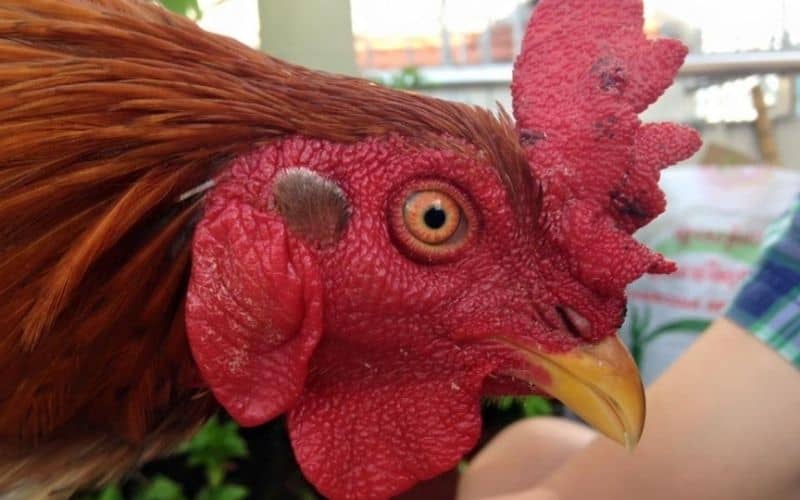 Gà chọi mắt vàng thau Gà chọi mắt vàng thau