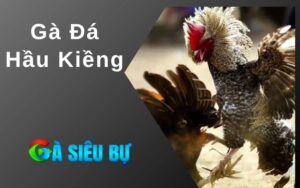 Gà Đá Hầu Kiềng
