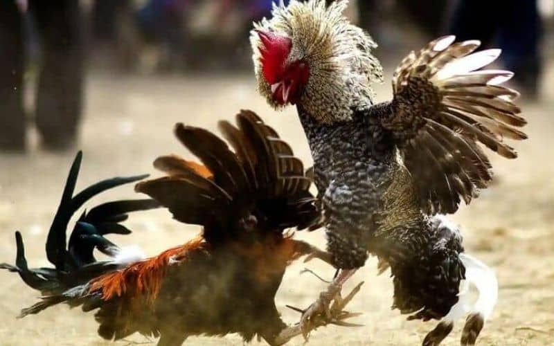 Gà đá hầu kiềng là gà có lối đá vào phần hầu của đối thủ Gà đá hầu kiềng là gà có lối đá vào phần hầu của đối thủ