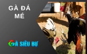 Gà Đá Mé