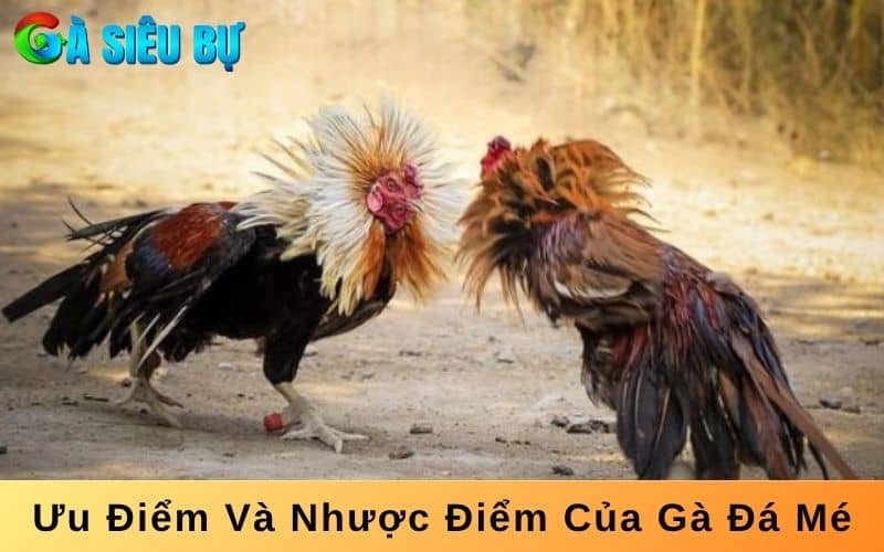 Gà đá mé có nhiều ưu điểm và cả nhược điểm Gà đá mé có nhiều ưu điểm và cả nhược điểm