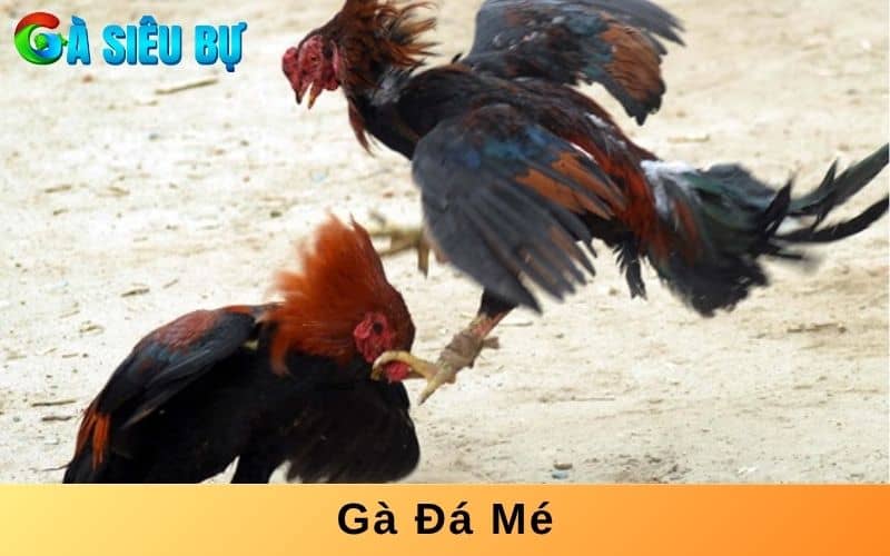 Gà đá mé thường tấn công vào những điểm yếu bên trái hoặc phải của đổi thủ Gà đá mé thường tấn công vào những điểm yếu bên trái hoặc phải của đổi thủ