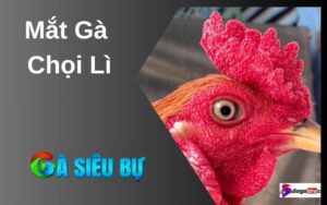 Mắt Gà Chọi Lì