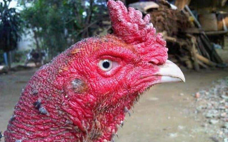Nên chọn gà chọi mắt lì có hình dạng tròn đều và mắt không lồi Nên chọn gà chọi mắt lì có hình dạng tròn đều và mắt không lồi
